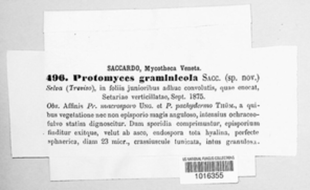 Protomyces graminicola image